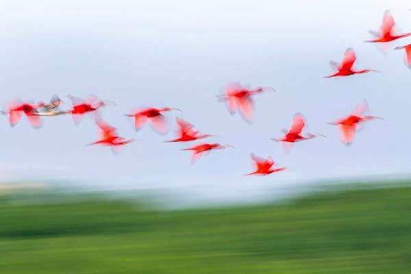 Caribbean-Trinidad-Caroni Swamp Blur of scarlet ibis birds in flight